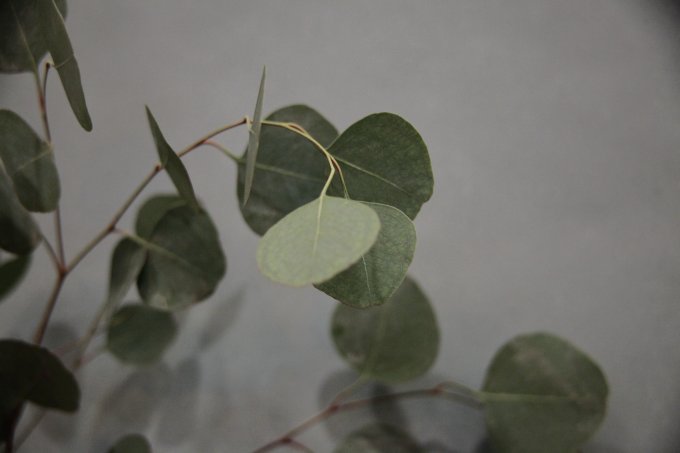 L'eucalyptus photo 3